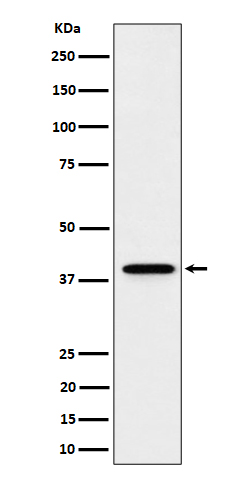 WB - DCAF7 Antibody AP92767