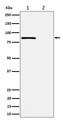WB - Phospho-Rad17 (S656) Antibody AP92834