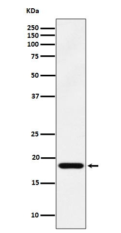WB - EMC4 Antibody AP93036