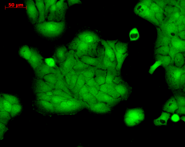 - Erk1/2 Antibody ASM10707
