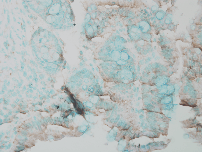 IHC - Erk1/2 Antibody ASM10707