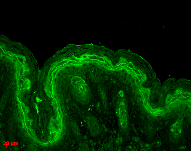 IHC - Erk1/2 Antibody ASM10707