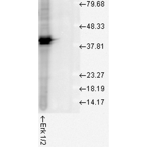 WB - Erk1/2 Antibody ASM10707