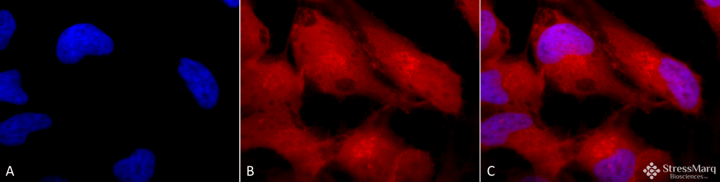  - Erk1/2 Antibody ASM10707