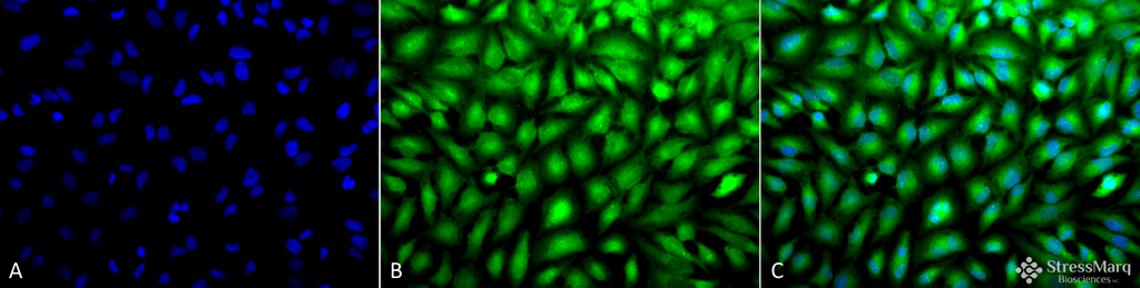  - Erk1/2 Antibody ASM10707