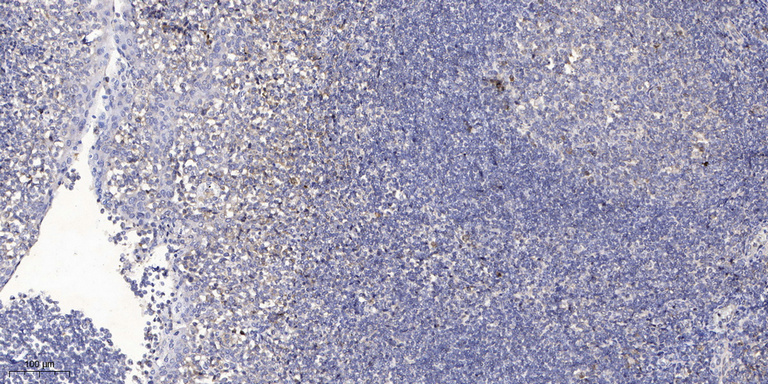 WB - COX16 Rabbit Polyclonal Antibody AP93363