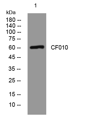 WB - CF010 Rabbit Polyclonal Antibody AP93429