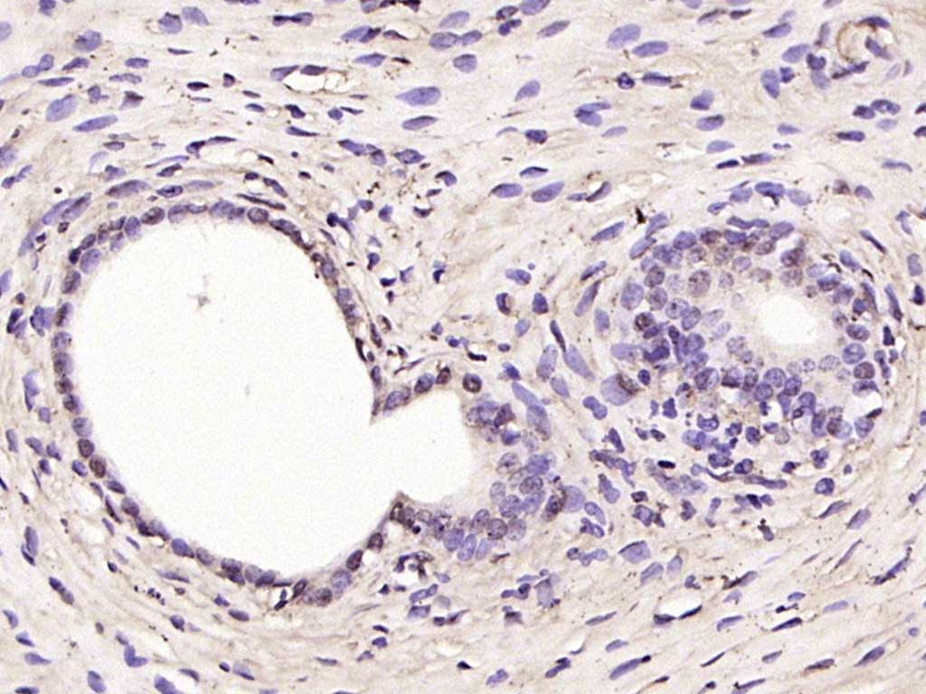 IHC-P - RSL1D1 Rabbit pAb AP93974