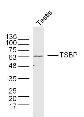 WB - C6orf10 Rabbit pAb AP93999