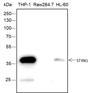 WB - STING1 Recombinant Rabbit mAb AP94378