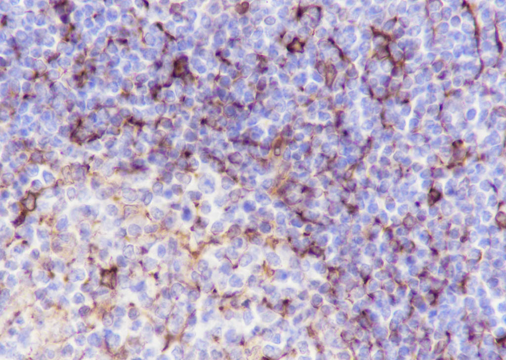 IHC-P - STING1 Recombinant Rabbit mAb AP94378