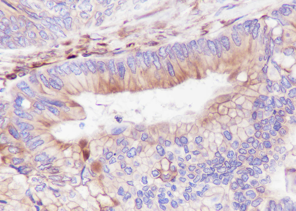 IHC-P - STING1 Recombinant Rabbit mAb AP94378