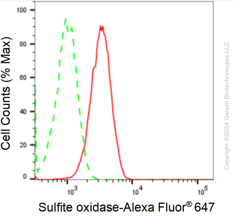 FC - KD-Validated Anti-Sulfite Oxidase Rabbit Monoclonal Antibody AGI1699