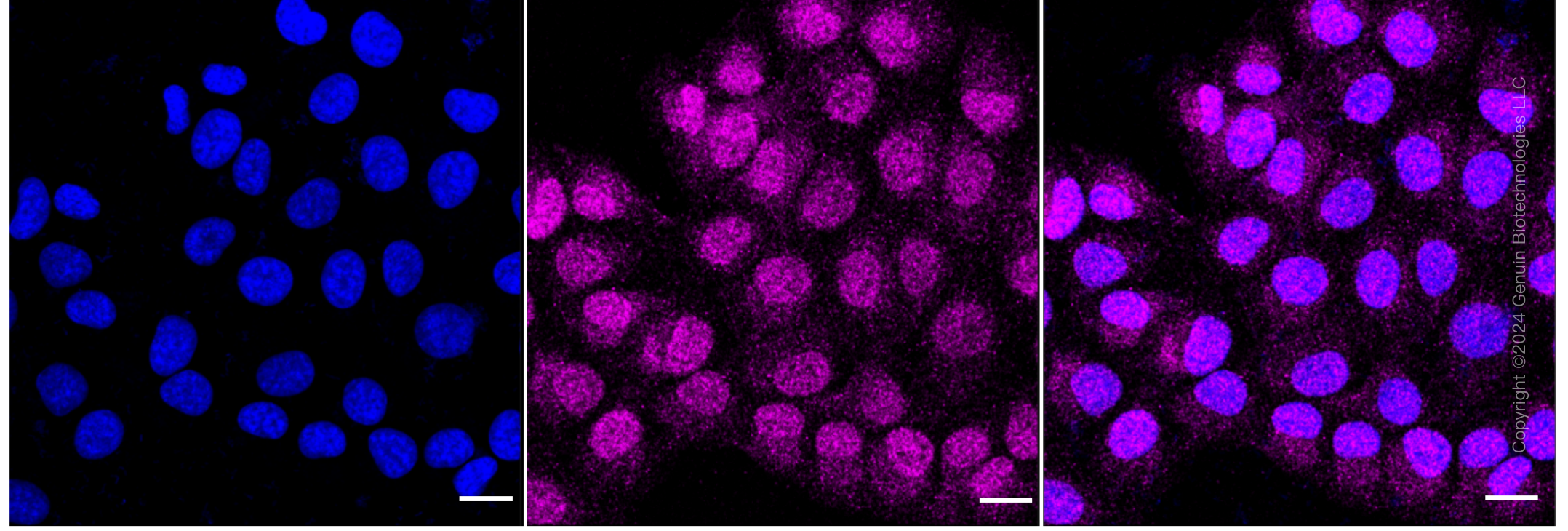 ICC - KD-Validated Anti-Sulfite Oxidase Rabbit Monoclonal Antibody AGI1699