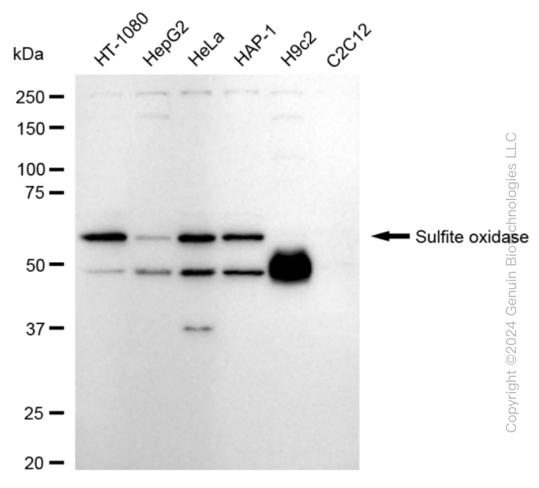 WB - KD-Validated Anti-Sulfite Oxidase Rabbit Monoclonal Antibody AGI1699