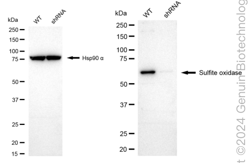 WB - KD-Validated Anti-Sulfite Oxidase Rabbit Monoclonal Antibody AGI1699
