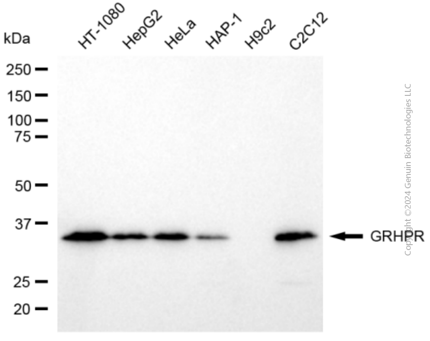 WB - KD-Validated Anti-GRHPR mouse monoclonal antibody AGI1964