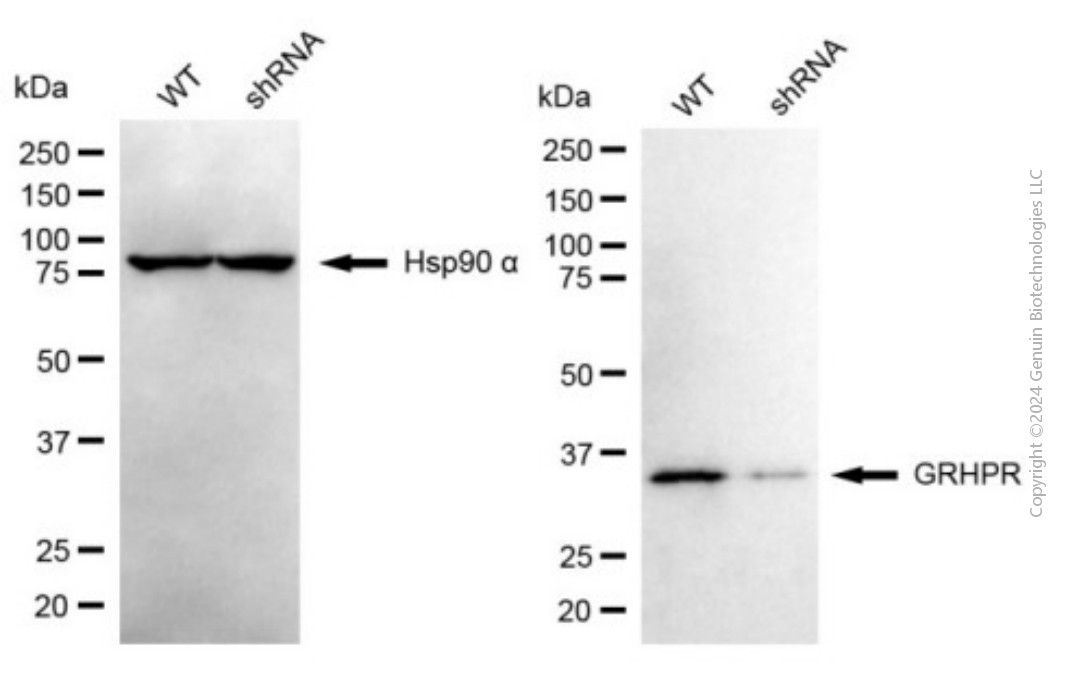 WB - KD-Validated Anti-GRHPR mouse monoclonal antibody AGI1964