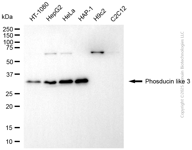 WB - KD-Validated Anti-PDCL3 Mouse Monoclonal Antibody AGI2173