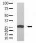 GST Tag Antibody