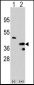 PRMT1 Antibody (C-term)