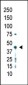 PRMT2 Antibody (C-term)