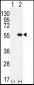 PRMT2 Antibody (C-term)