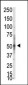 PRMT3 Antibody (N-term)