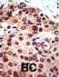 PRMT3 Antibody (C-term)
