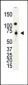 PRMT4 Antibody (C-term)