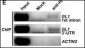 HA Tag Antibody