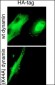 HA Tag Antibody