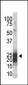 Phospho-mBad(Ser155) Antibody