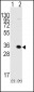 MBD3 Antibody (C-term)