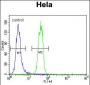 SUMO1 Antibody (N-term)