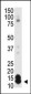 SUMO1 Antibody (N-term)