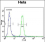 SUMO1 Antibody (C-term)