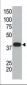 SUMO1 Antibody (C-term)