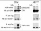 SUMO1 Antibody (C-term)