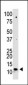 SUMO2/3 Antibody (N-term)