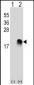 SUMO2/3 Antibody (N-term)