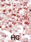 SUMO2/3 Antibody (C-term)