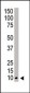 NEDD8 Antibody (N-term)