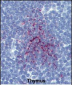SENP1 Antibody (N-term)