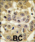 SENP2 Antibody (N-term)