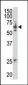 SENP2 Antibody (C-term)