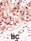 SENP5 Antibody (C-term)