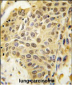 SENP5 Antibody (C-term)