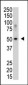 SENP5 Antibody (C-term)