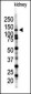 SENP7 Antibody (C-term)